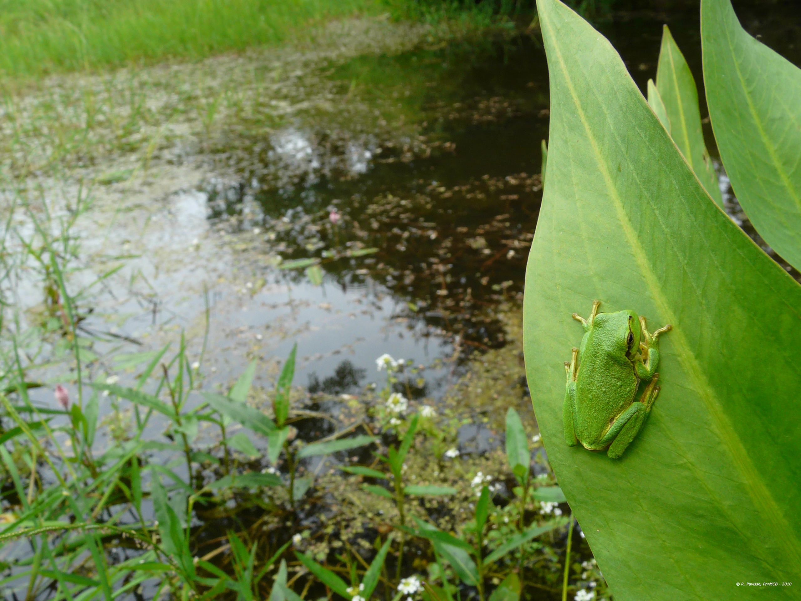 Observatoire de la biodiversité des Marais du Cotentin et du Bessin